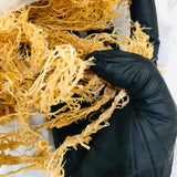 Gold Sea Moss